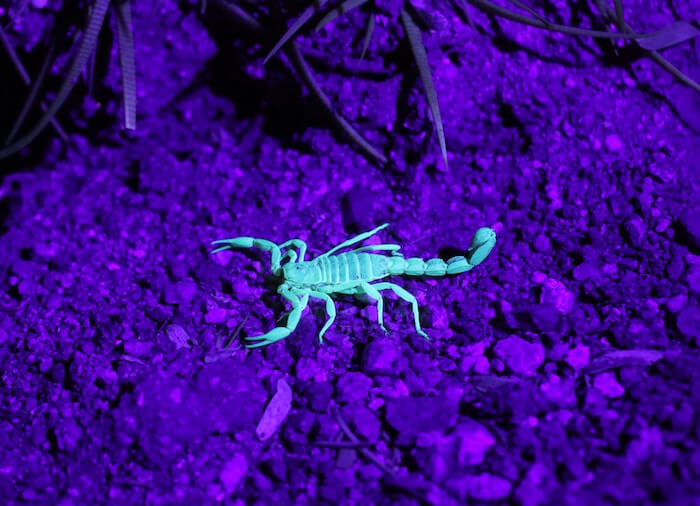 Scorpio New Moon 2018 Sandy Sitron The Numinous purple turquoise scorpion