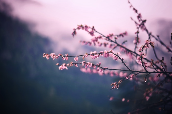 Pink blossom Numinous horoscopes The Numinous Sandy Sitron April 1 2019