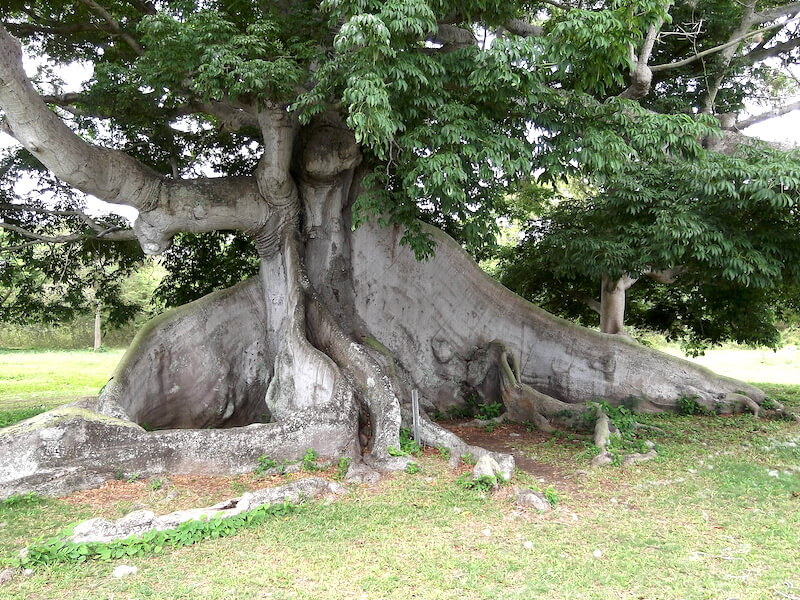 350-year-old tree ceiba vieques
