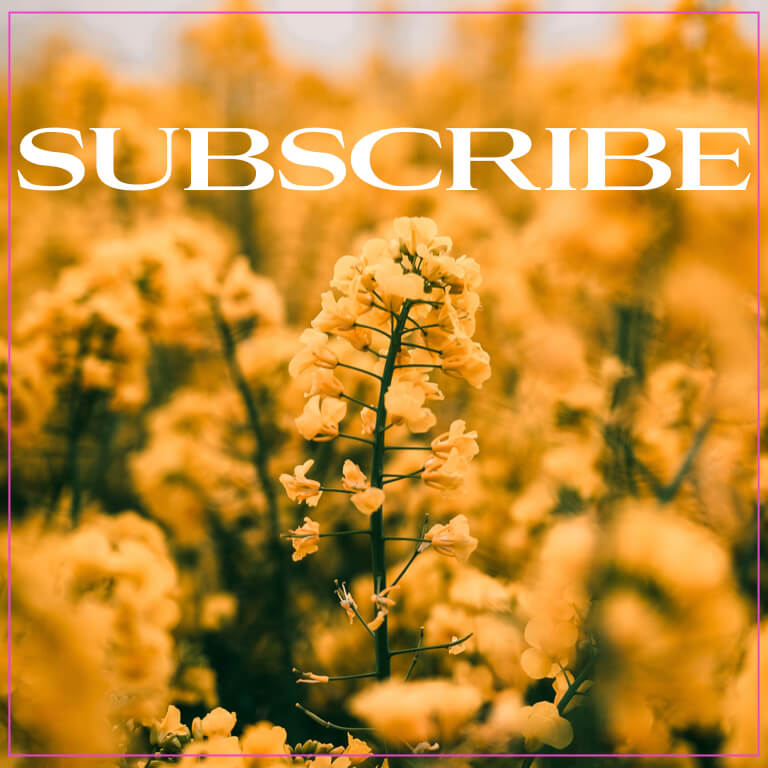 subscribe the numinous yellow flowers